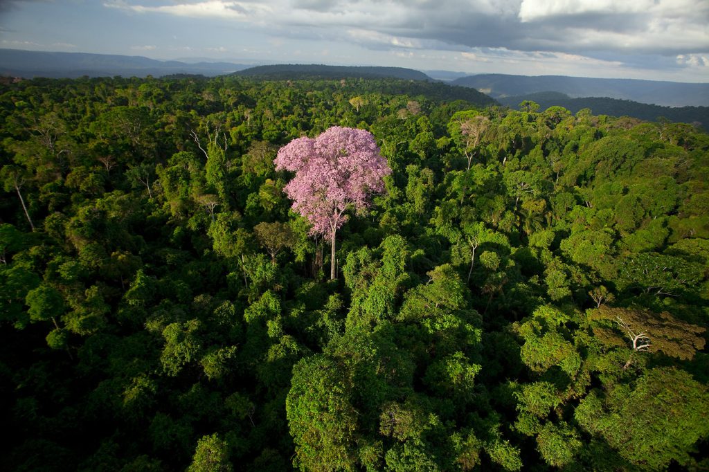 MEIO AMBIENTE: Floresta de Carajás só é preservada por causa da ...