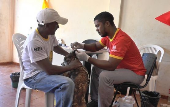 Mutirão de combate à leishmaniose registra números positivos Mutirão de combate à leishmaniose registra números positivos