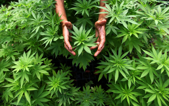 Operação Colheita Maldita II erradica mais de 200 toneladas de maconha Operação Colheita Maldita II erradica mais de 200 toneladas de maconha