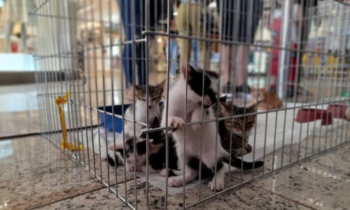 WhatsApp-Image-2023-04-14-at-19.09.28-3